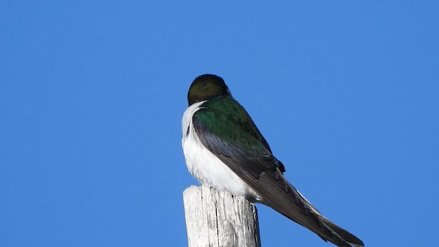 Violet-green Swallow - ML192998301