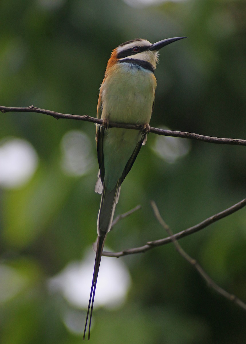 White-throated Bee-eater - ML192999491