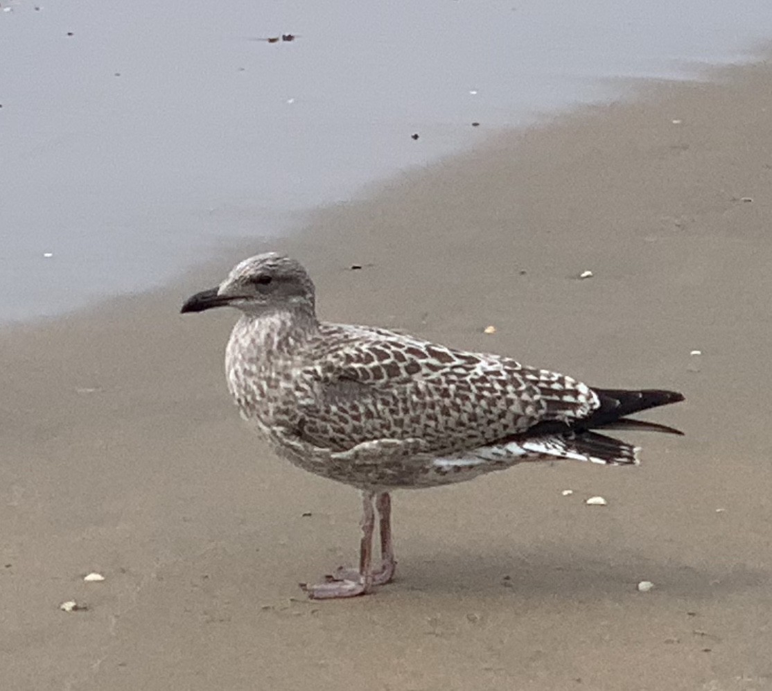 Gaviota Sombría - ML193000781