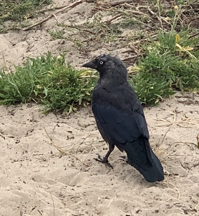 Eurasian Jackdaw - ML193000831