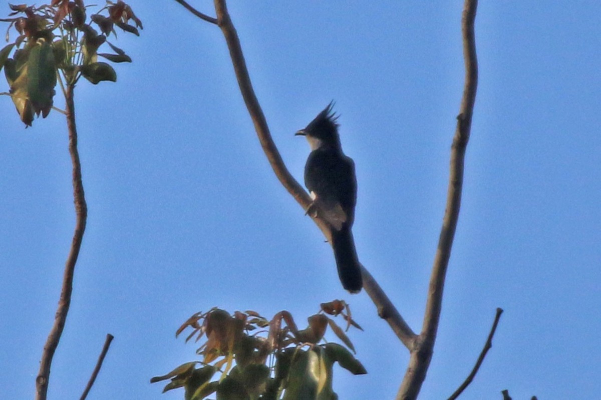 Pied Cuckoo - ML193003811