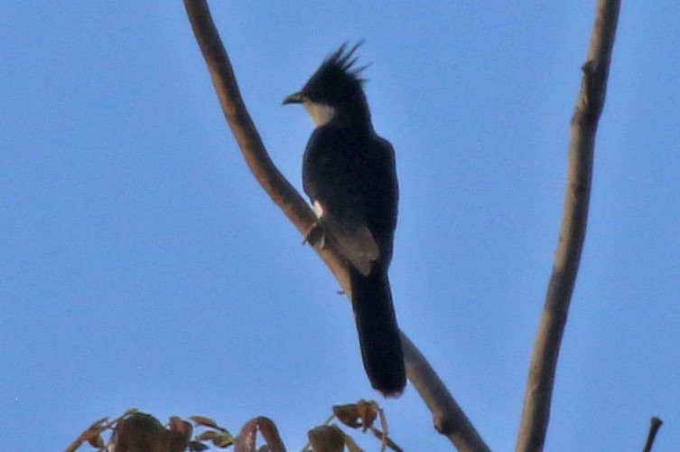 Pied Cuckoo - ML193003851