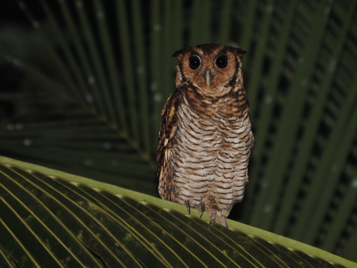 ketupa guinejská (ssp. poensis) - ML193004131