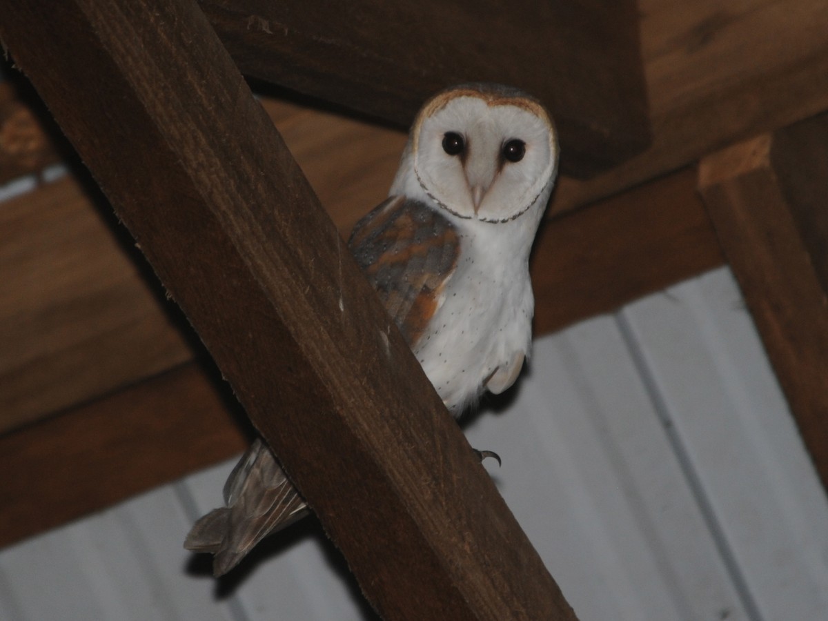 Barn Owl - Alan Van Norman