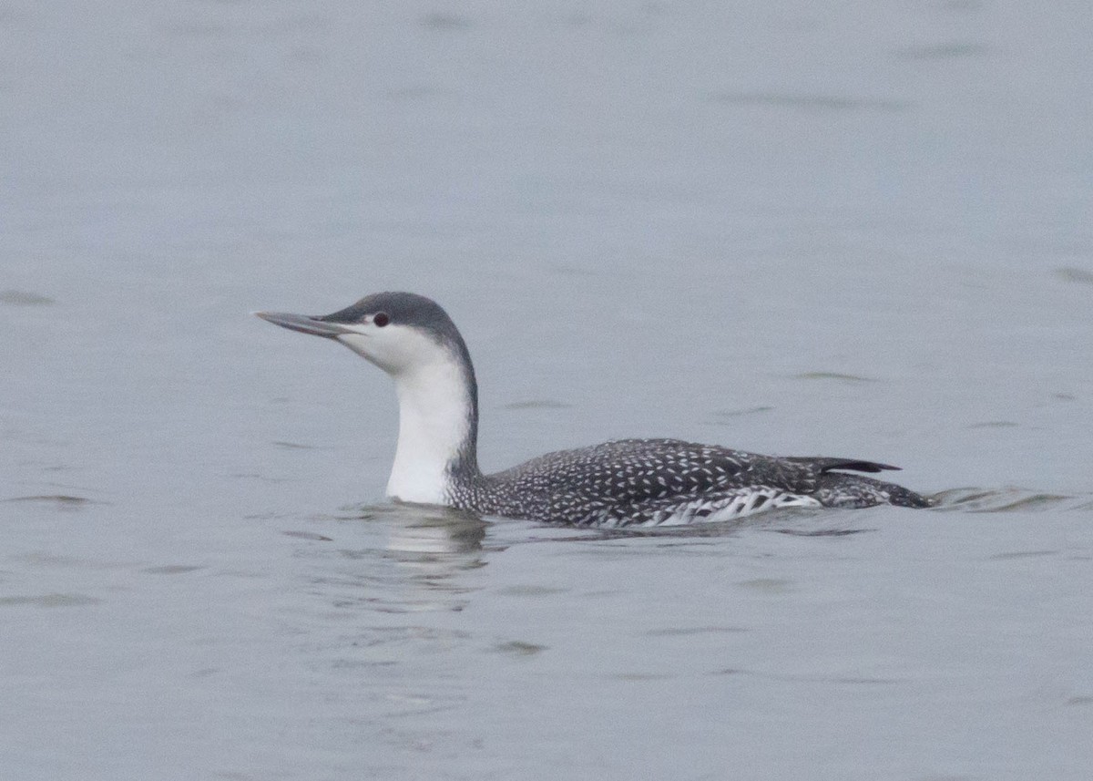 Red-throated Loon - ML193005001