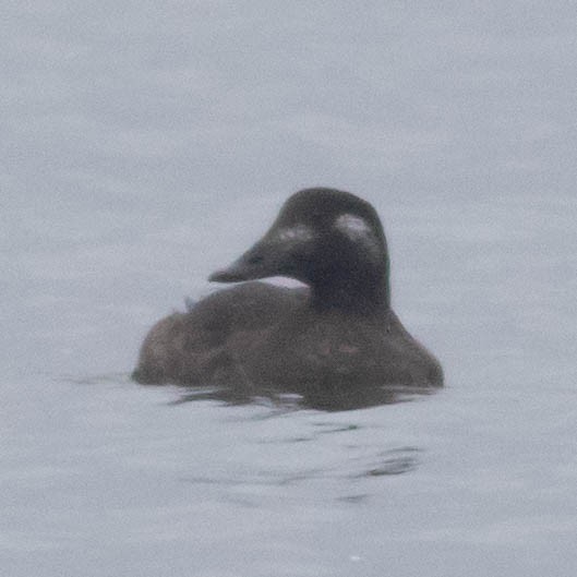 White-winged Scoter - ML193005311