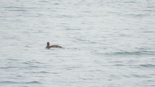 Common Eider - ML193005361