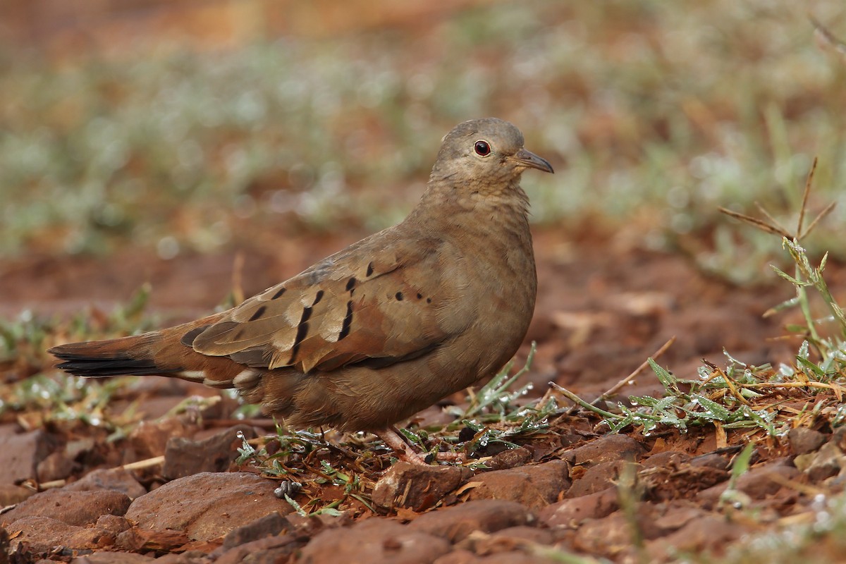 Ruddy Ground Dove - Martjan Lammertink