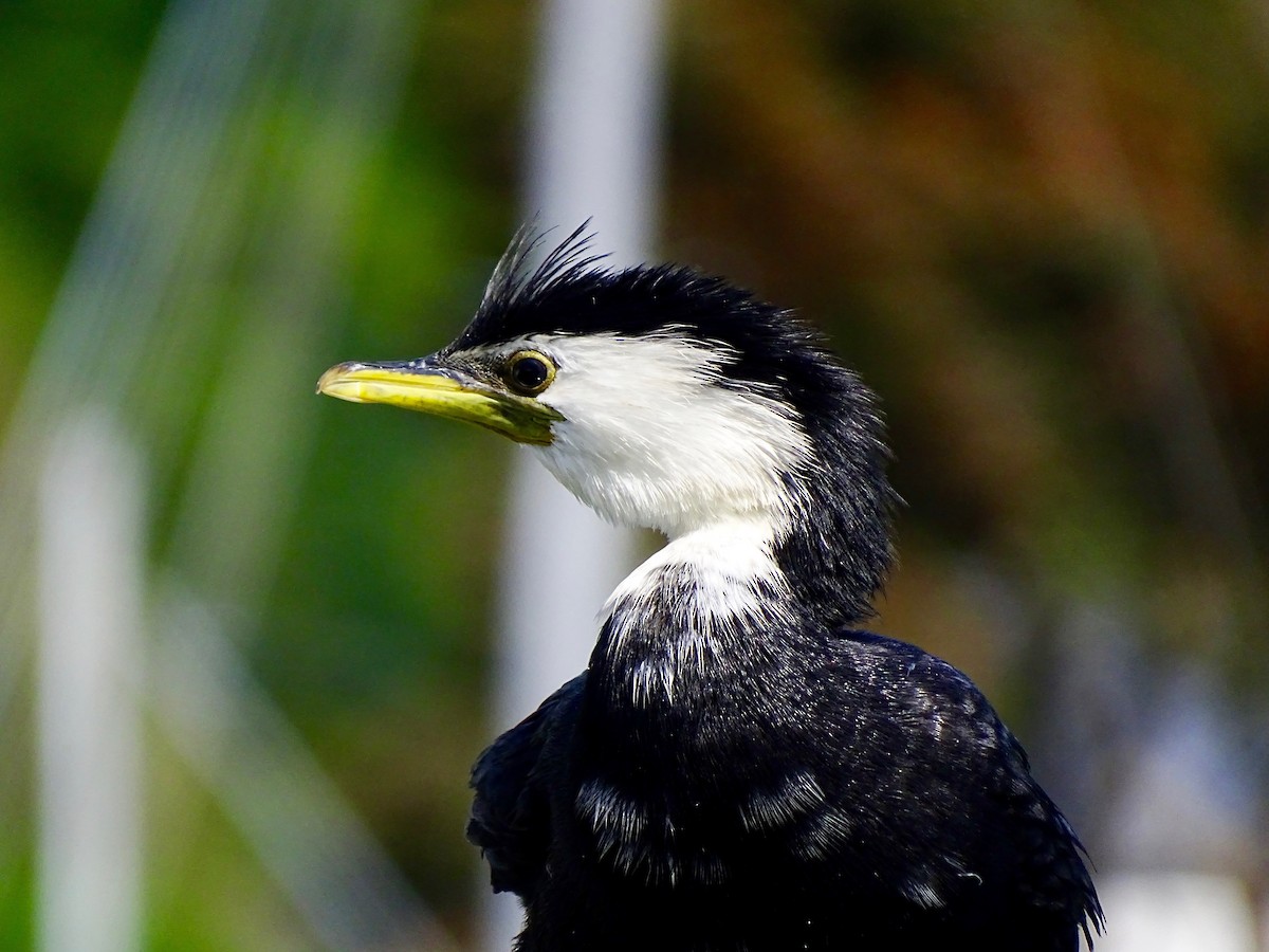 Little Pied Cormorant - Bill Cash