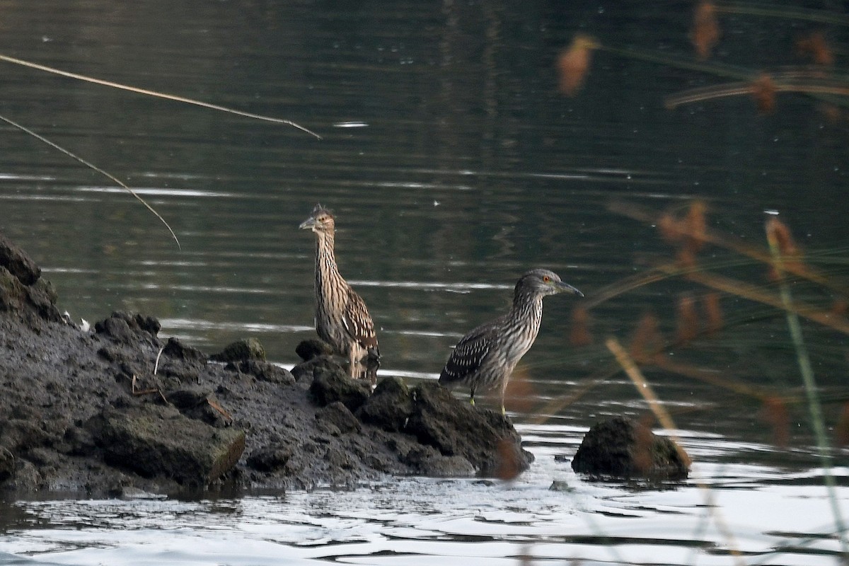 Black-crowned Night Heron - ML193006751