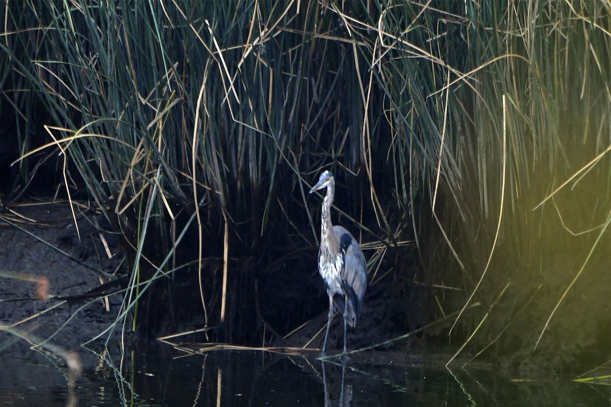 Great Blue Heron (Great Blue) - ML193007001