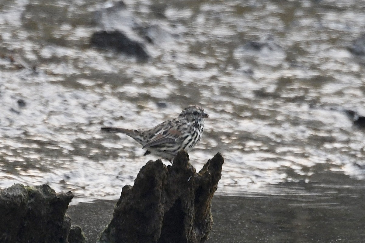 Song Sparrow - ML193007621