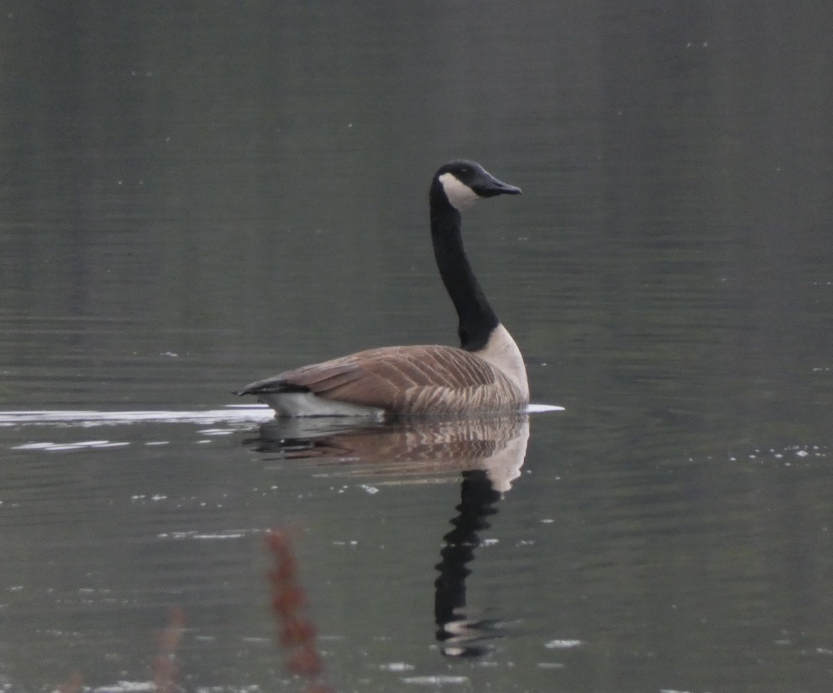 Canada Goose - ML193009781