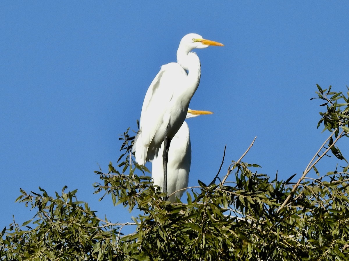 Great Egret - ML193009831