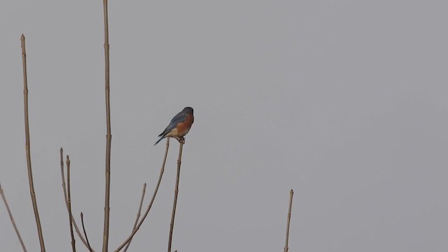 Eastern Bluebird - ML193011461