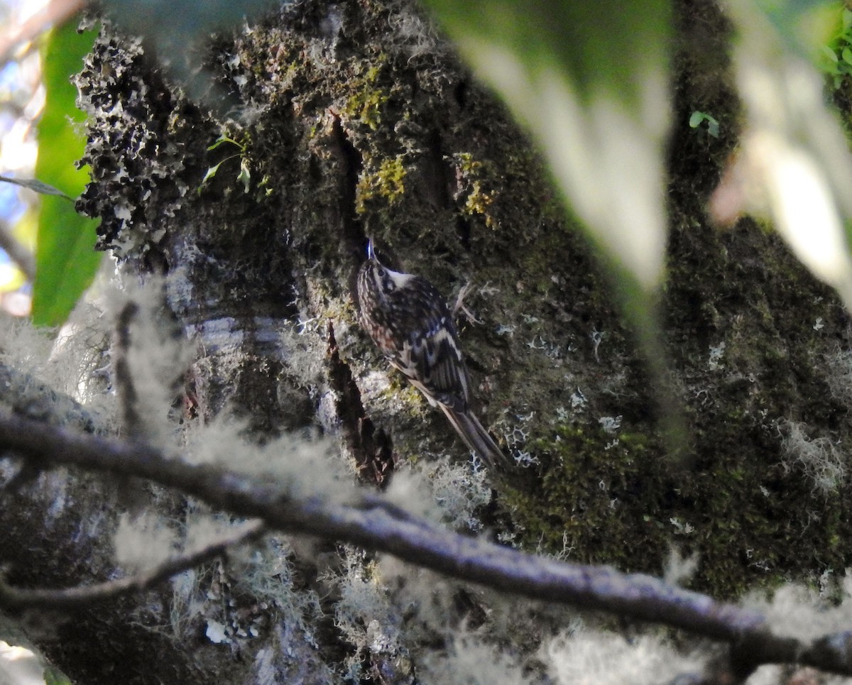 Brown Creeper - ML193012711