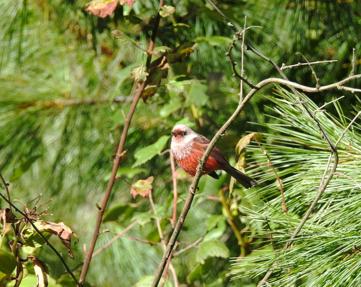 Pink-headed Warbler - ML193012811