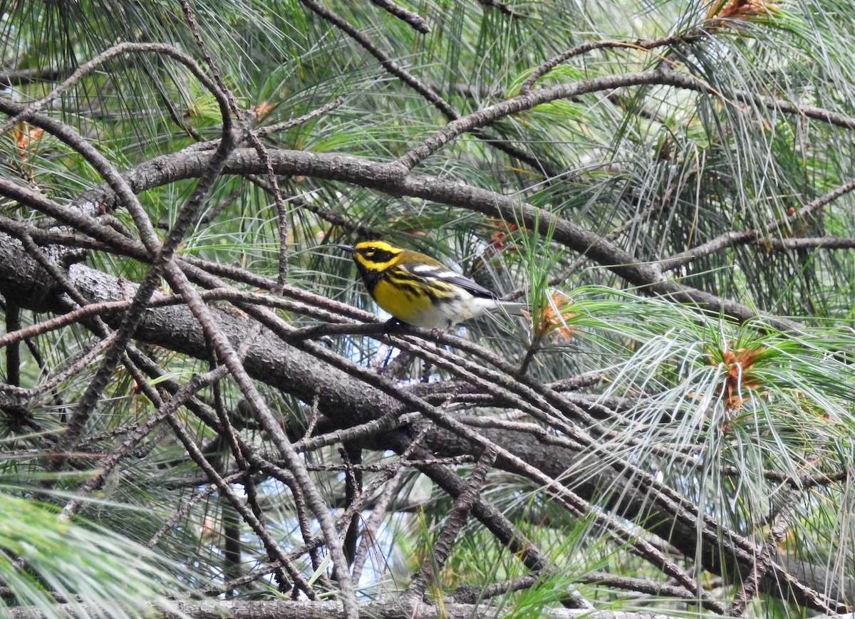 Townsend's Warbler - ML193012861