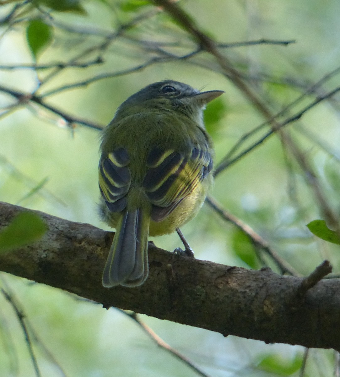Pearly-vented Tody-Tyrant - Carlos Schmidtutz