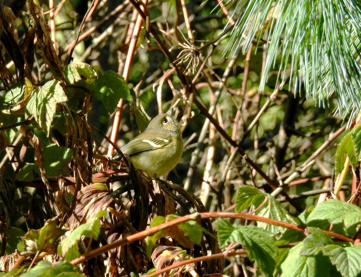 Hutton's Vireo - ML193012971