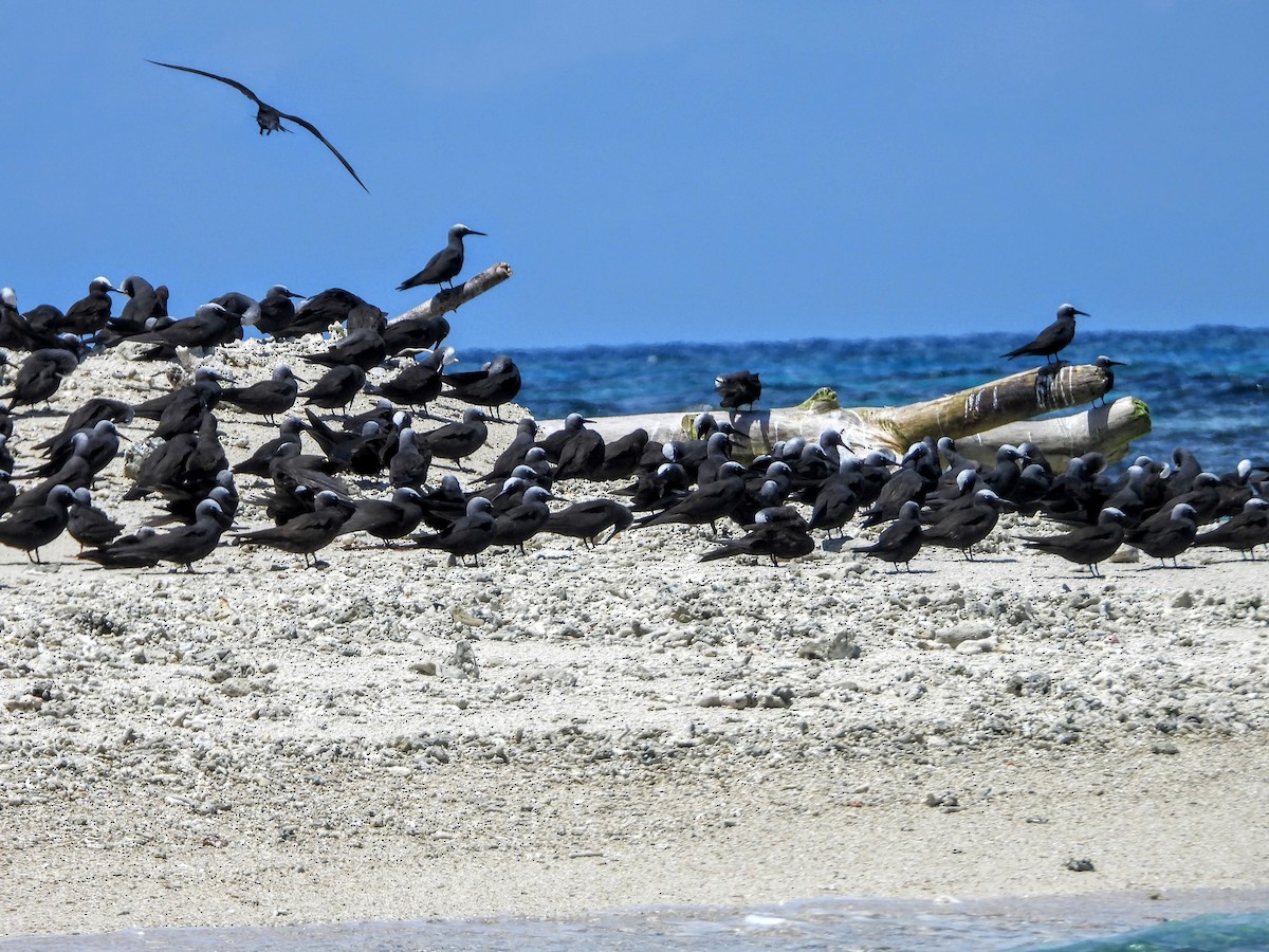 Black Noddy - ML193014621