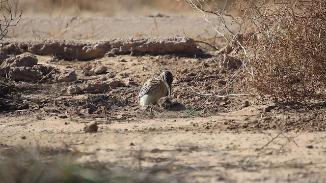 Greater Roadrunner - ML193015701