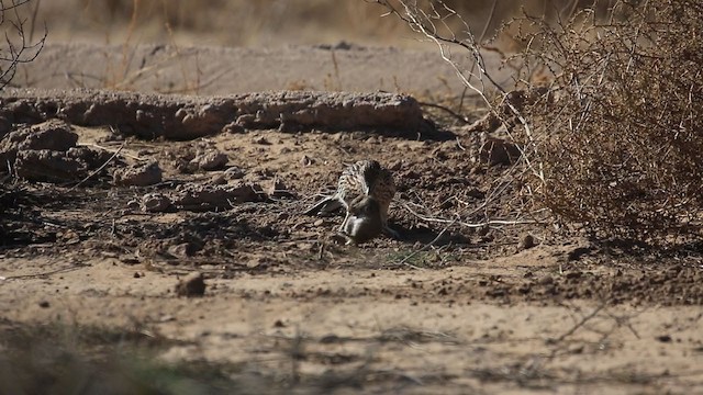 Greater Roadrunner - ML193015961