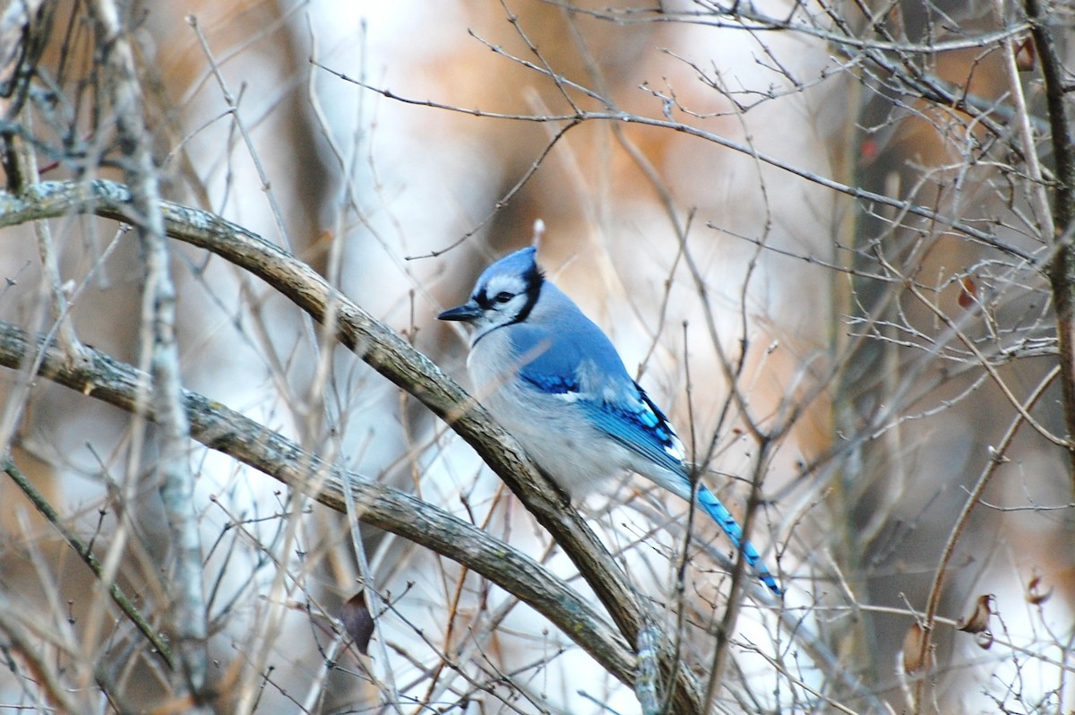 Blue Jay - ML193016281