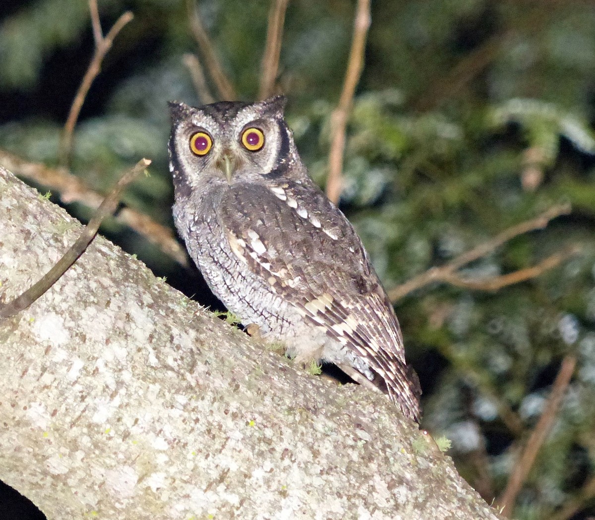 Tropical Screech-Owl - Carlos Schmidtutz