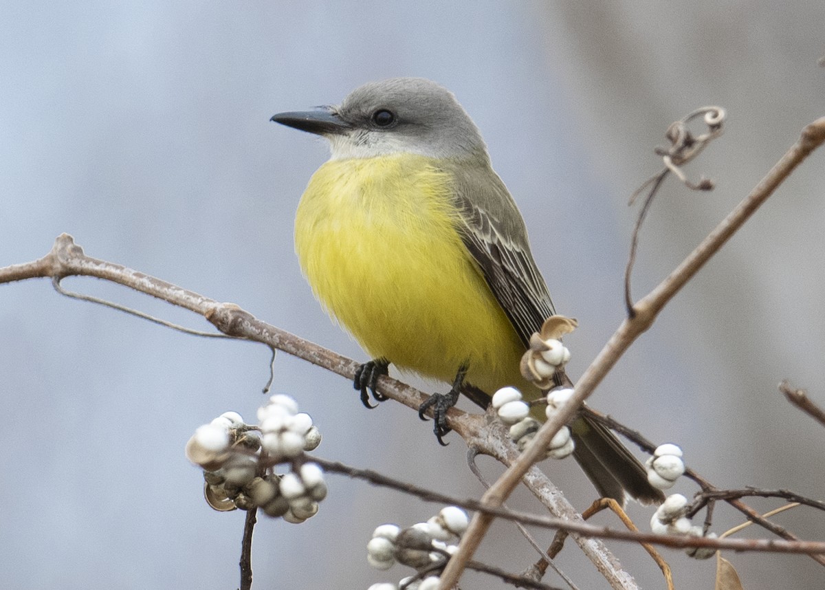 Tropical Kingbird - ML193017651