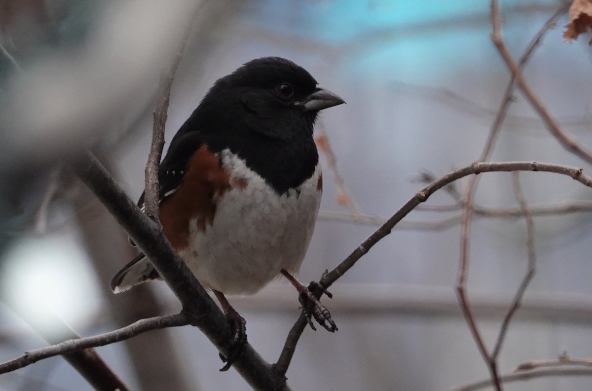 Eastern Towhee - ML193018121