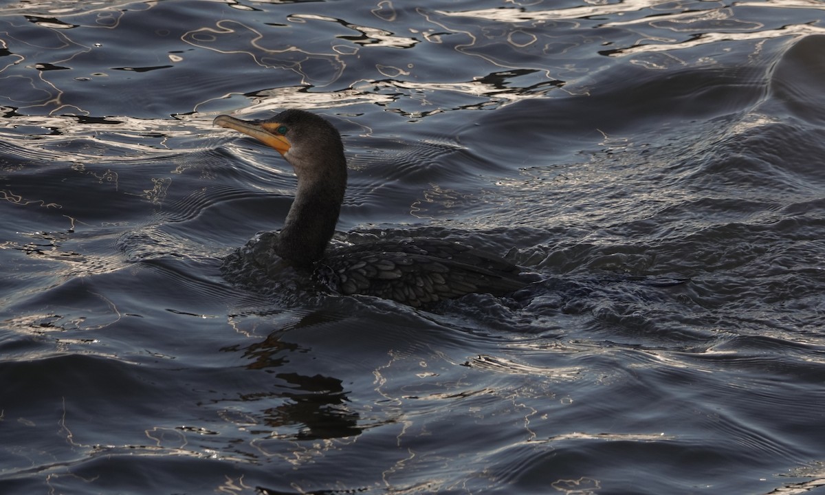 Double-crested Cormorant - ML193018591