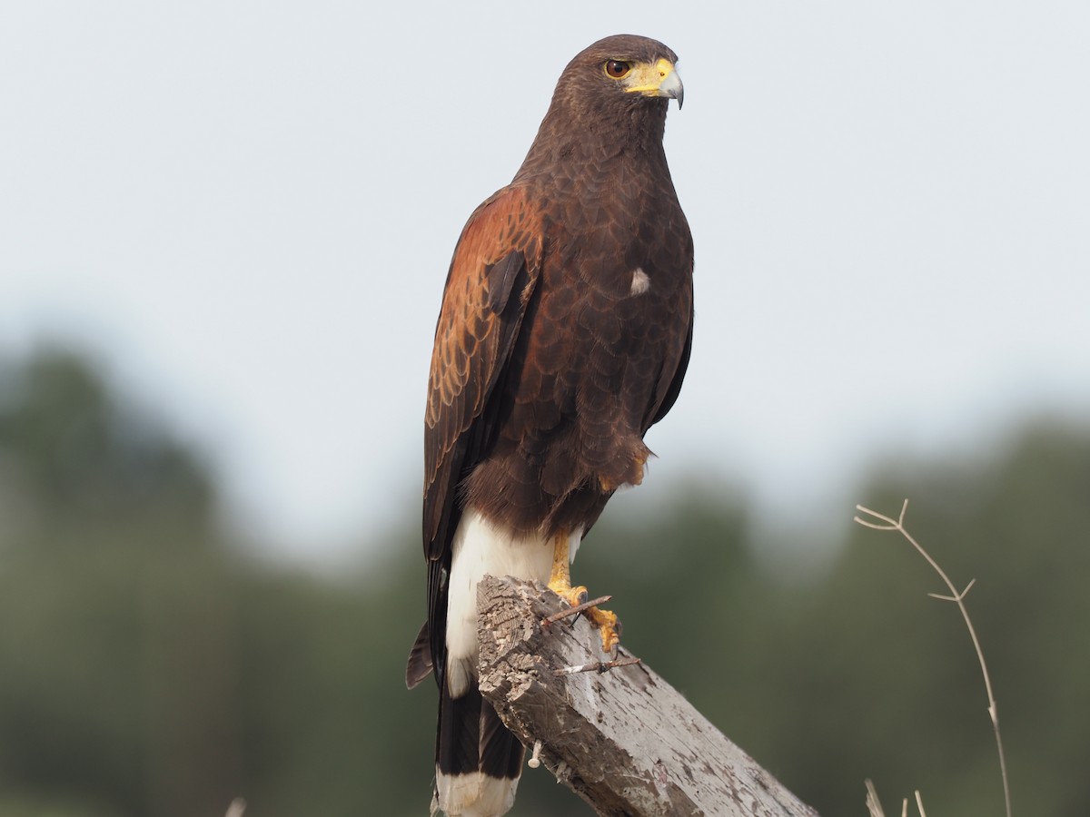 Harris's Hawk - ML193018751