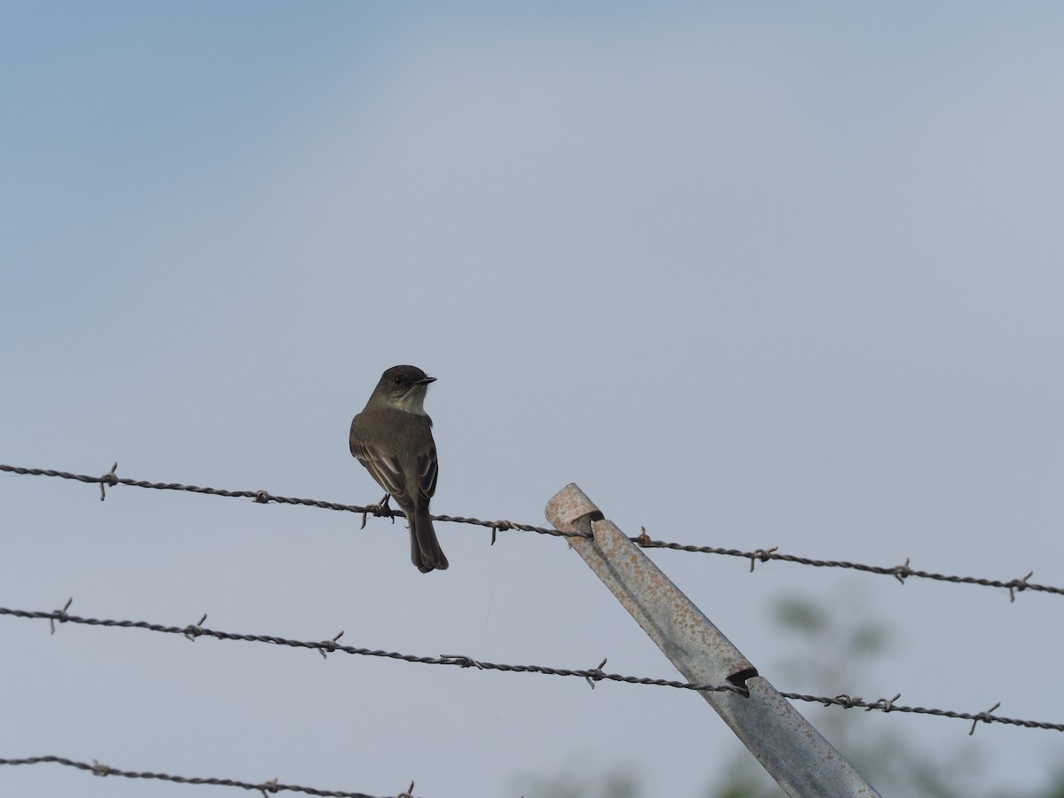 Eastern Phoebe - ML193019041
