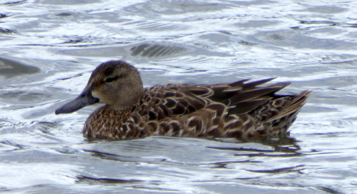 Blue-winged Teal - ML193019961