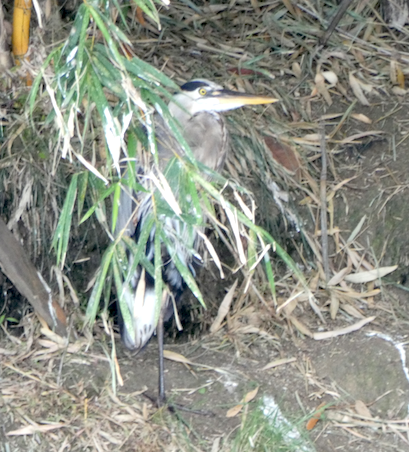 Great Blue Heron - ML193020041