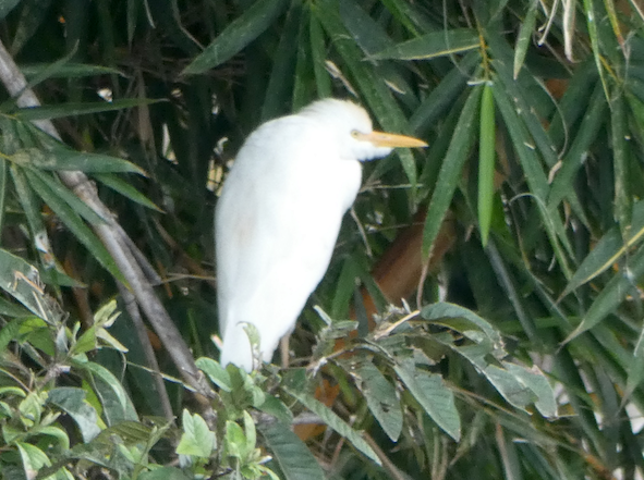 Western Cattle Egret - ML193020081