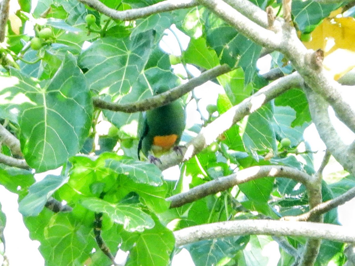 Orange-bellied Fruit-Dove - ML193020971