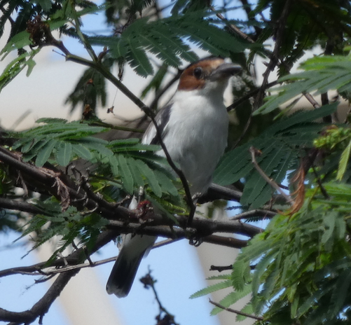 Black-crowned Tityra - ML193021491