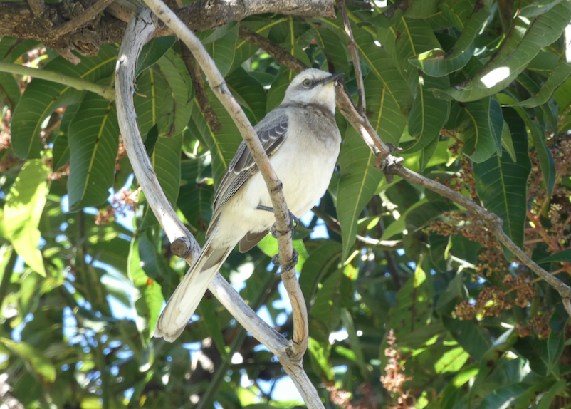 Tropical Mockingbird - ML193021531