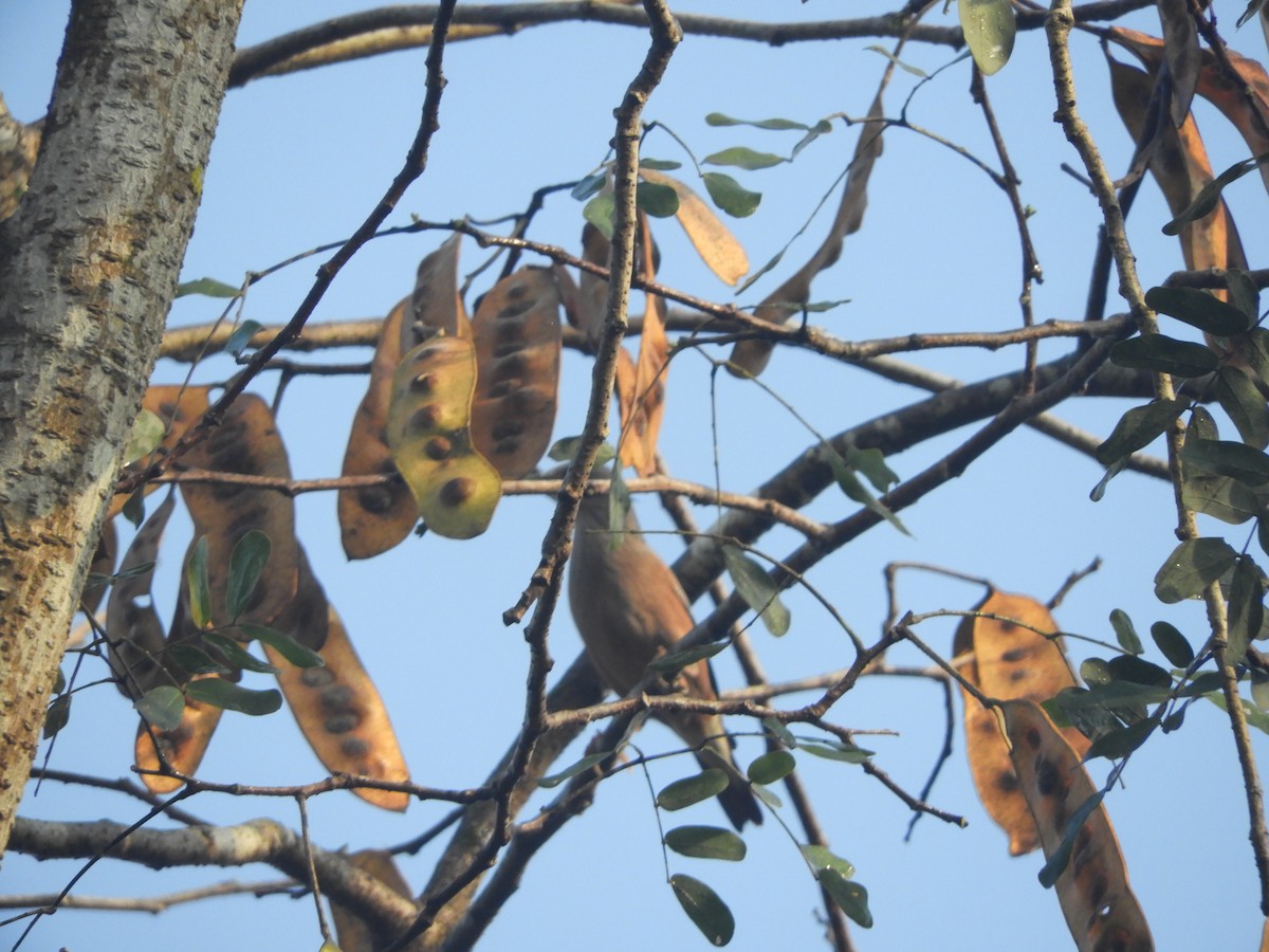 Chestnut-tailed Starling - ML193021581