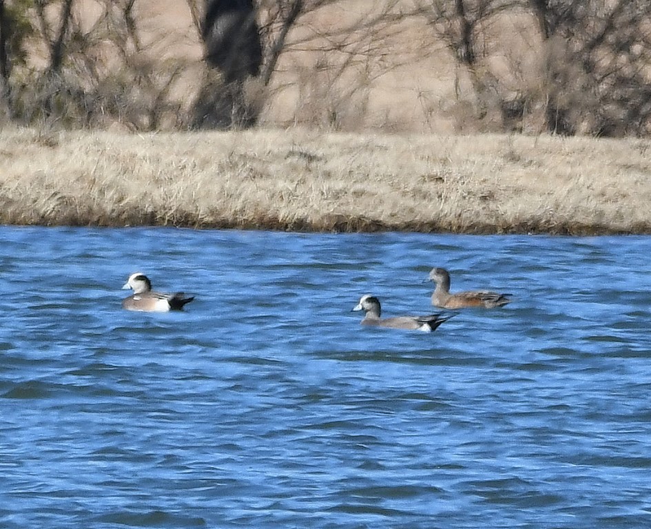 American Wigeon - ML193021591