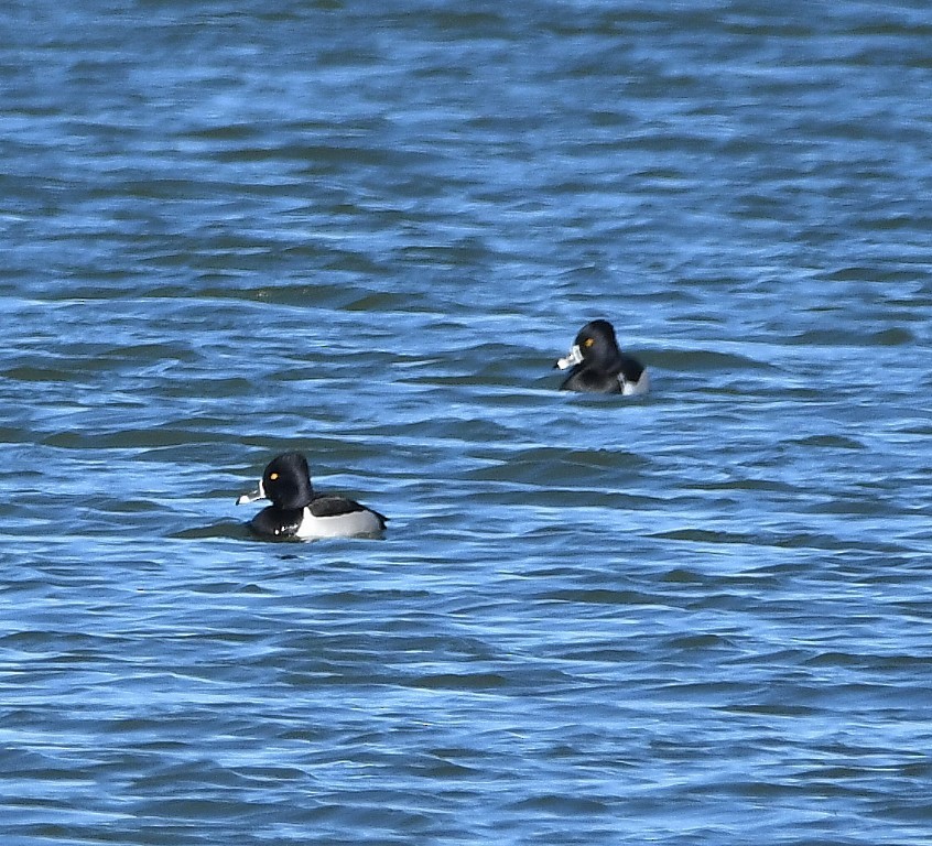 Ring-necked Duck - ML193021601