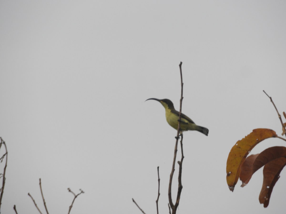 Loten's Sunbird - ML193021611