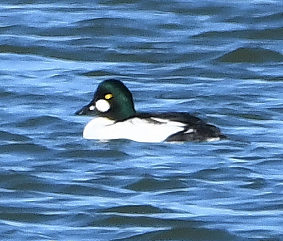 Алаг шунгаач - ML193021621