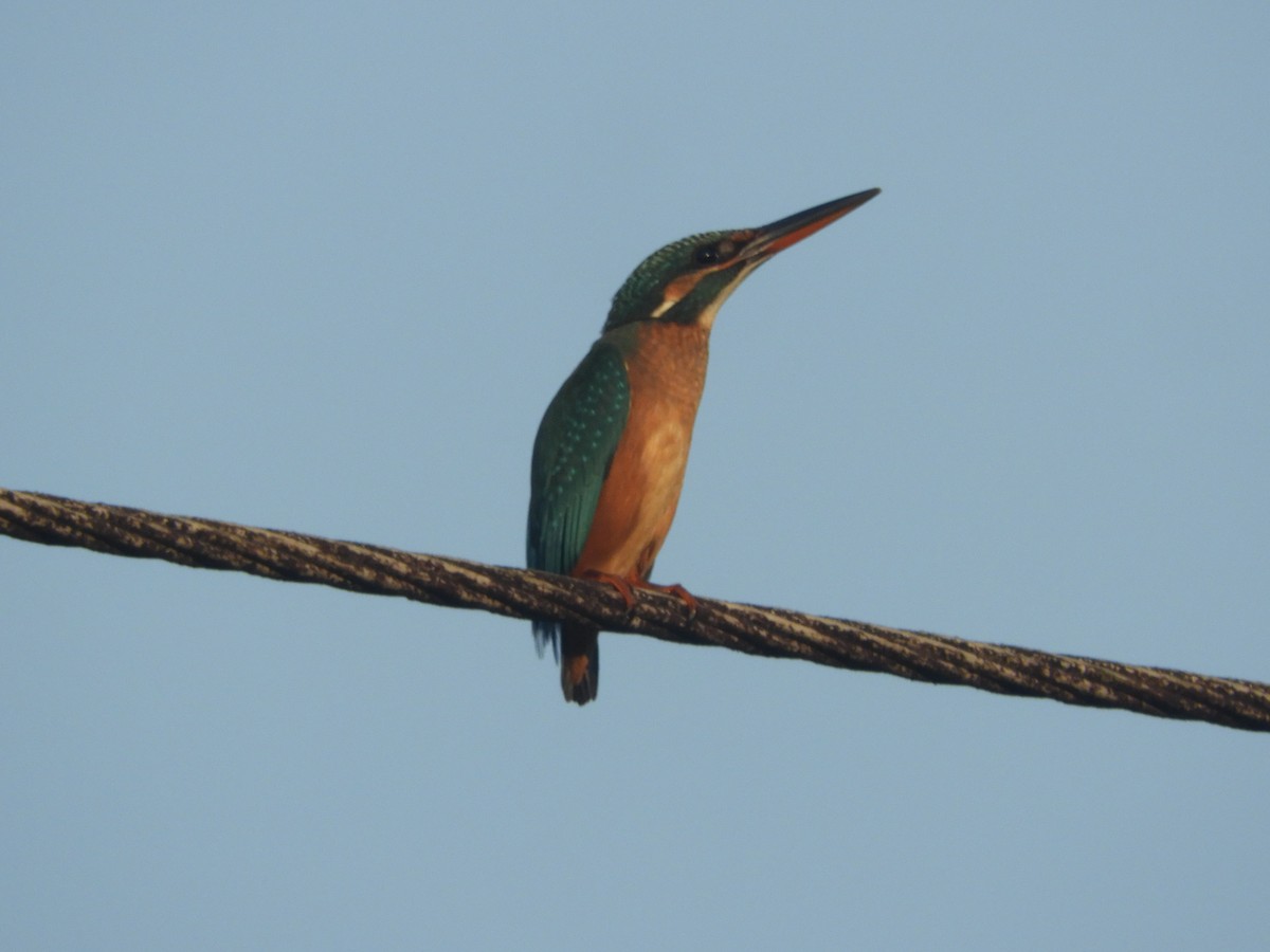 Номин шогшир - ML193021631