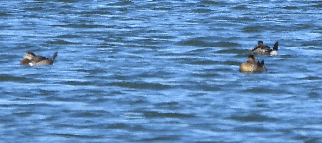 Ruddy Duck - ML193021651