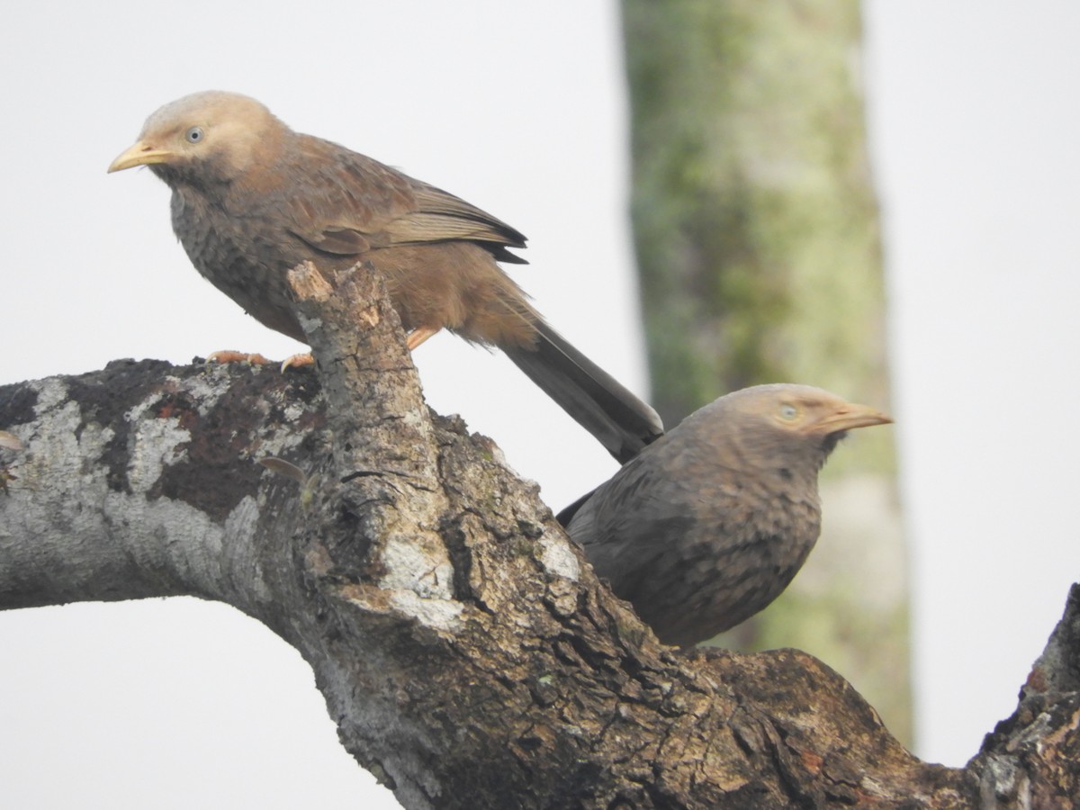 Yellow-billed Babbler - ML193021811