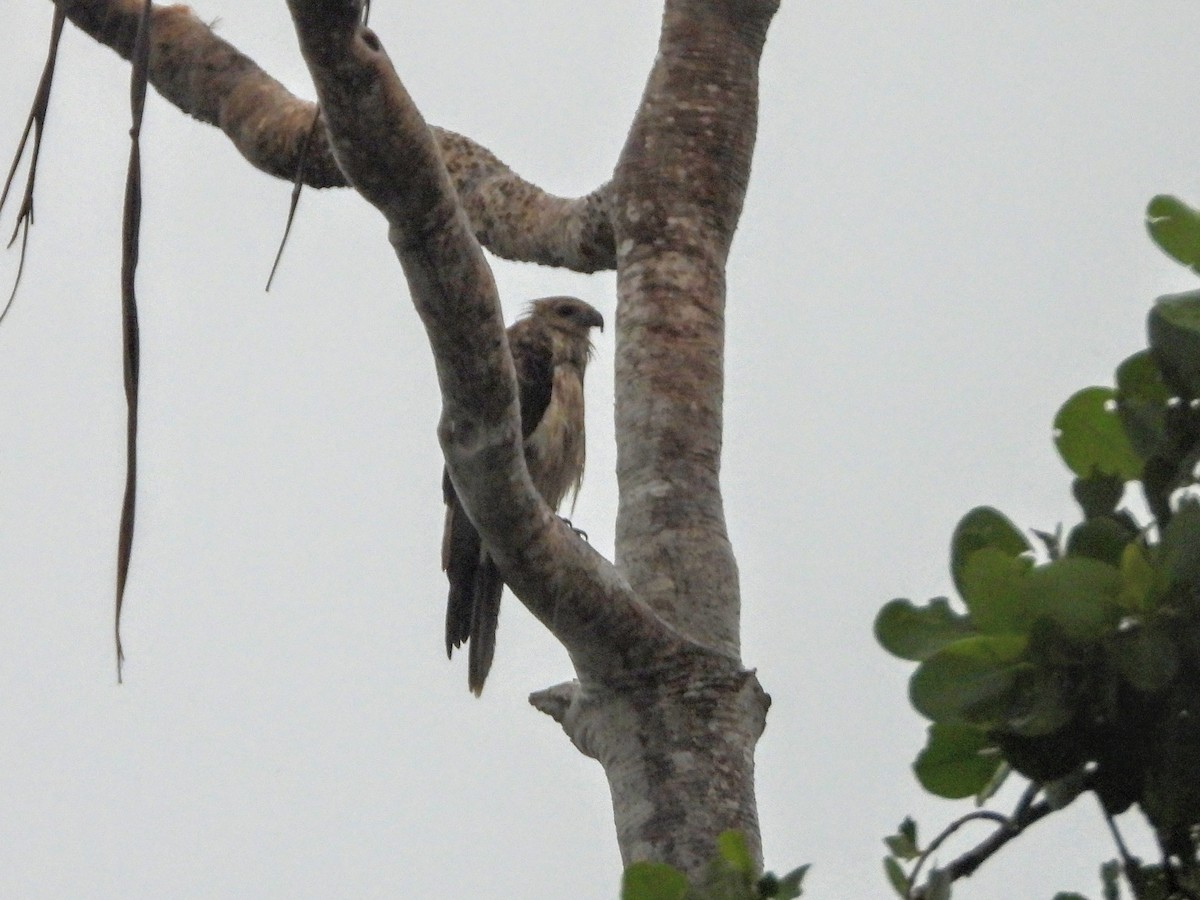 Whistling Kite - ML193022321