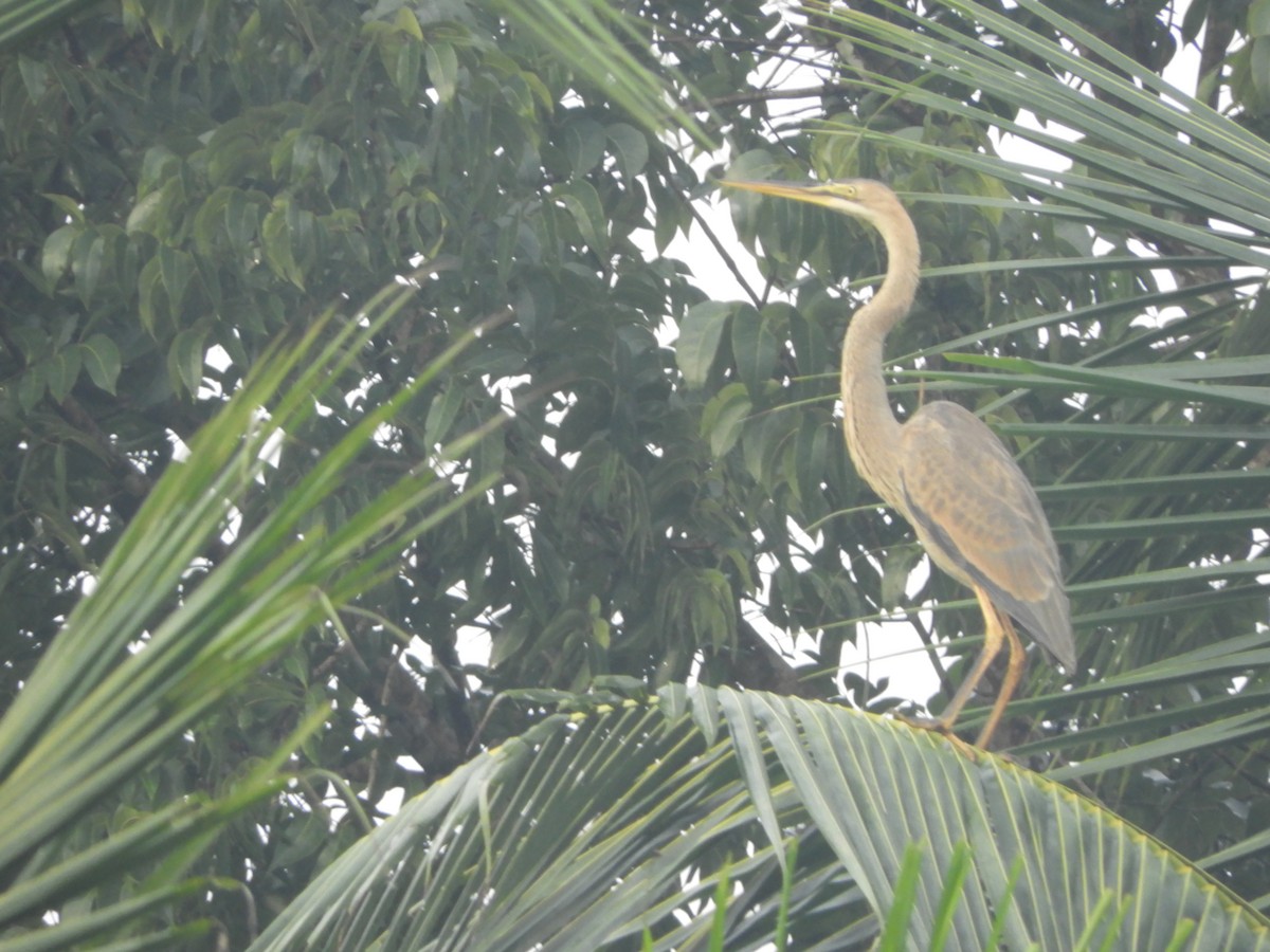 Зээрд дэглий - ML193023421